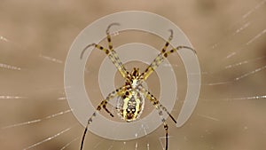 Black and Yellow Garden Spider Macro