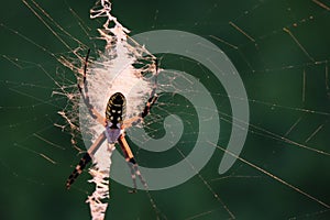 Black and Yellow Garden Spider on Web