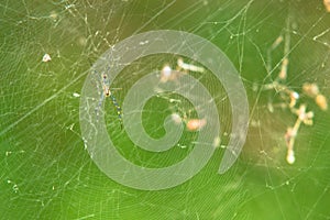 Black and yellow garden spider in a web