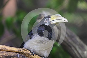 Black Yellow Hornbill sitting on the Tree in the Rain Forest