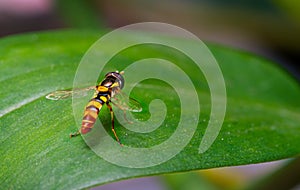 Black and yellow hoverfly(syrpidae) with incredible image details