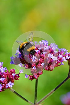 Black and yellow humble bee gathers nectar on a violet red flower. The vertical picture has blurred green background