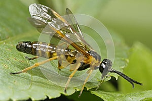 Black and yellow Hymenoptera or wasp on a leaf border.