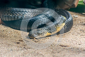 Black and yellow king cobra snake clawing in the zoo in Nehru Zoological Park Hyderabad, India