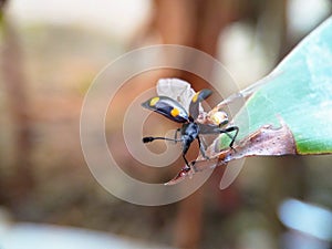 Black and yellow ladybug ready to take off from the leaf tip photo