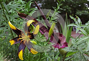 Black and Yellow Lily With Dragon Lily in Background