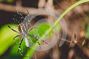 A black-and-yellow live spider crawls through its web