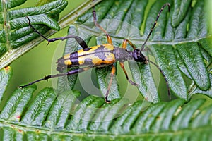 Black-and-yellow Longhorn Beetle - Rutpela maculata on a Bracken leaf.