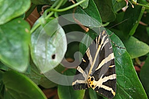 Jersey Tiger moth, (Euplagia quadripunctaria) resting on Clematis leaf. photo