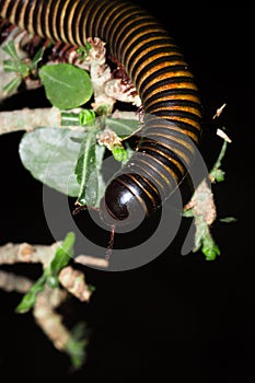 Black and yellow millipede Diplopoda curled up into a ball