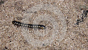 Black-yellow Millipede possibly Orthomorpha
