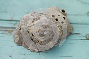 Black and Yellow Mud Dauber Nest Architecture