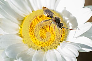 Denticulate Nomad - Nomada denticulata