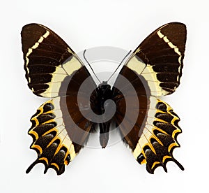 Black yellow orange butterfly isolated on white. Papilio garamas upside macro close up, collection butterflies