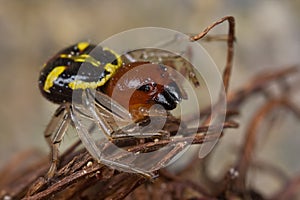 Black, yellow and red crab spider