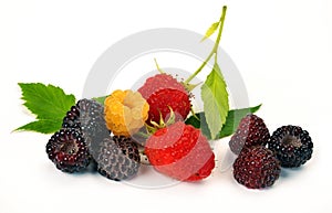 Black yellow and red raspberries