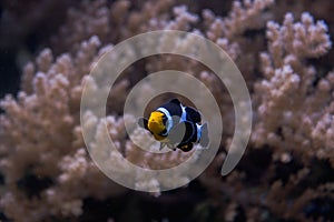 Saddleback clownfish swimming near coral reef in aquarium photo