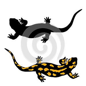 Black and yellow salamander amphibian