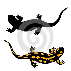 Black and yellow salamander amphibian photo