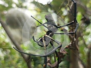 Black yellow spider abstract background photography