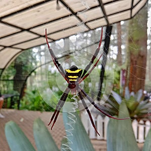 black yellow spider on the web