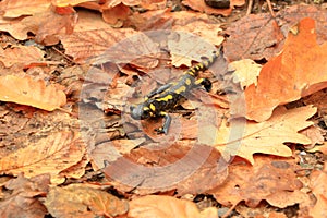 A black yellow spotted Europaean fire salamander Salamandra