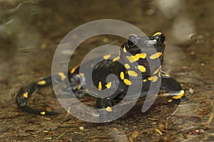 Black yellow spotted fire salamander