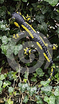 Black yellow spotted fire salamander. Lizard toy in nature.