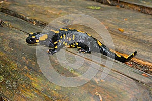 Black yellow spotted fire salamander Salamandra Salamandra