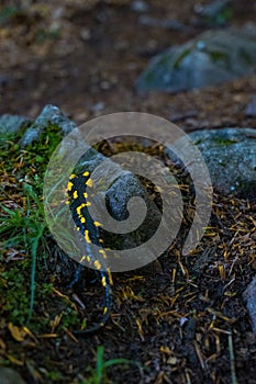 Spotted salamander on forest ground photo