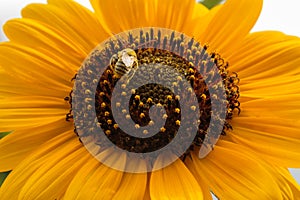 A black and yellow stiped bee on a sunflower