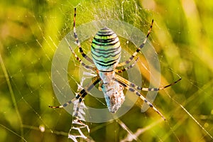 Black and yellow stripe Argiope bruennichi wasp spider on web
