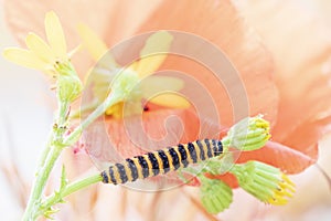 Black yellow striped caterpillar creeps among the colorful flowe