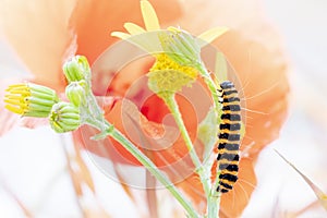 Black yellow striped caterpillar creeps among the colorful flowe
