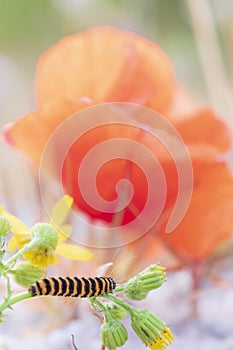 Black yellow striped caterpillar creeps among the colorful flowe