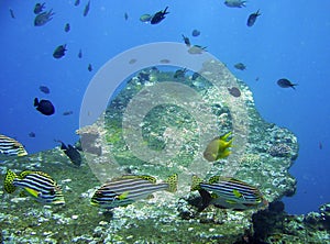 Black and Yellow Striped Fish, Bali