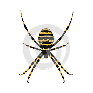 Black yellow striped spider isolated on white background.Spider icon.Element for Halloween design.Vector illustration