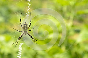 Black and yellow striped spider on the web.