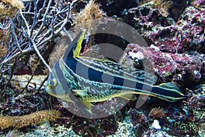 Black and yellow striped tropical wild jungle fish