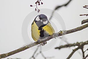 Black and yellow surprised titmouse