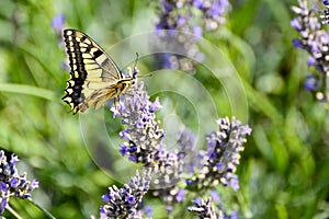 Black and yellow swallowtail butterfly on a lavender flower. Close up.