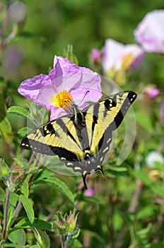 Black and yellow swallowtale butterfly