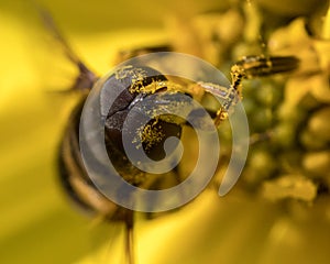 Black and yellow Syrphid fly macro photo showing grains of pollen in its eyes and face
