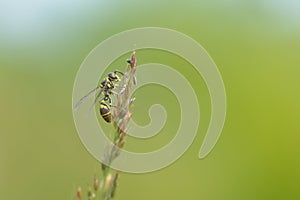 black and yellow wasp