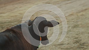 Black young calf decorated with colorful necklace running along road close up slow motion. Little cow going outdoors in