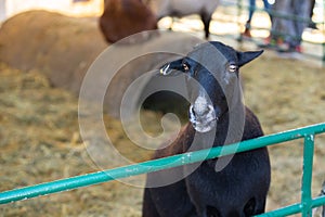 Black young goat on a farm