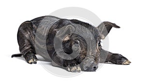 Black young pig mixedbreed, isolated