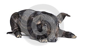 Black young pig mixedbreed, isolated photo