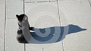 Black young stray cat and shadow from high angle view