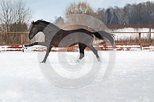 A black young strong horse gallops through the snow in the levada. A walk of a chestnut stallion